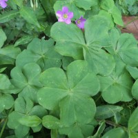 <i>Oxalis debilis</i>  Kunth